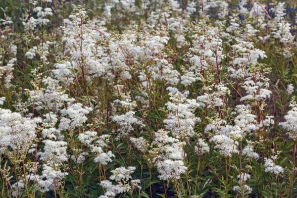 <b>Filipendula ulmaria</b> Echtes Mädesüß – Bild 2