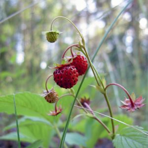 <b>Fragaria vesca</b> Wald-Erdbeere