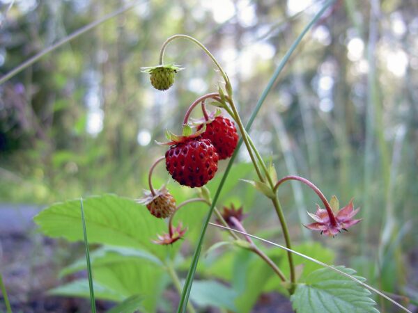 <b>Fragaria vesca</b> Wald-Erdbeere