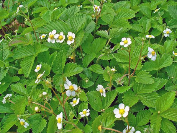 <b>Fragaria vesca</b> Wald-Erdbeere – Bild 3