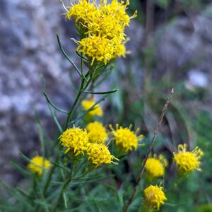 <b>Galatella linosyris</b> Gold-Steppenaster