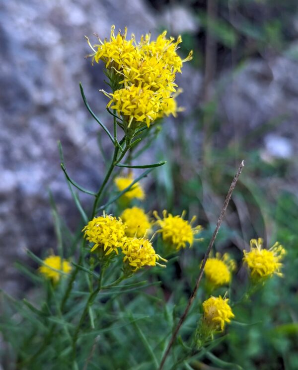 <b>Galatella linosyris</b> Gold-Steppenaster