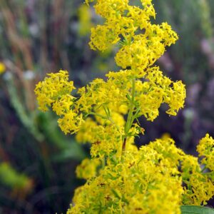 <b>Galium verum</b> Echtes Labkraut
