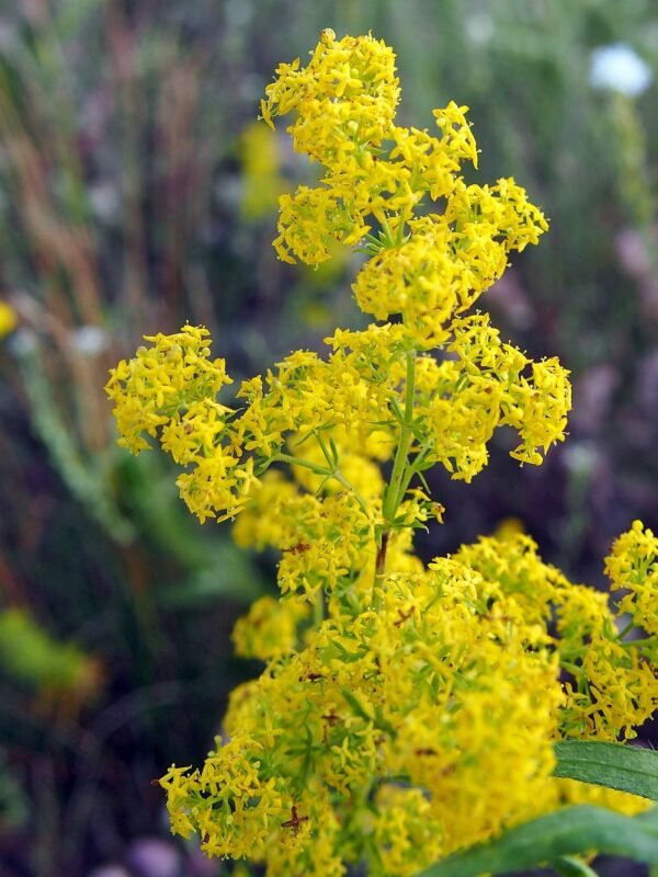 <b>Galium verum</b> Echtes Labkraut