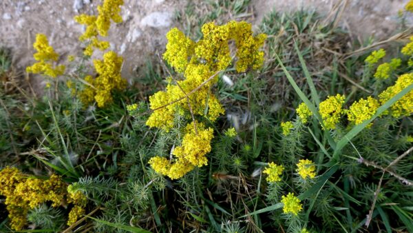 <b>Galium verum</b> Echtes Labkraut – Bild 2