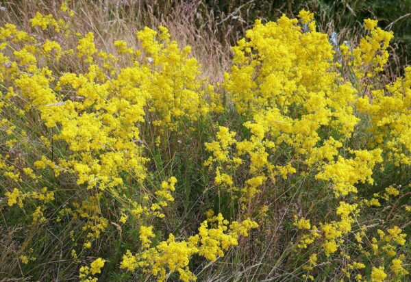 <b>Galium verum</b> Echtes Labkraut – Bild 3