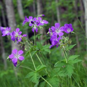 <b>Geranium sylvaticum</b> Wald-Storchschnabel