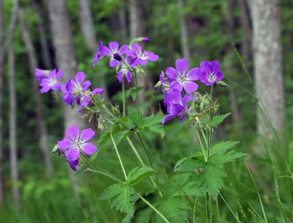 <b>Geranium sylvaticum</b> Wald-Storchschnabel