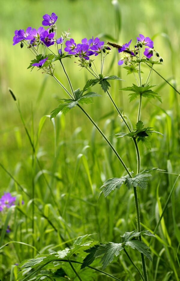 <b>Geranium sylvaticum</b> Wald-Storchschnabel – Bild 2