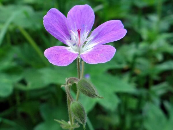 <b>Geranium sylvaticum</b> Wald-Storchschnabel – Bild 3