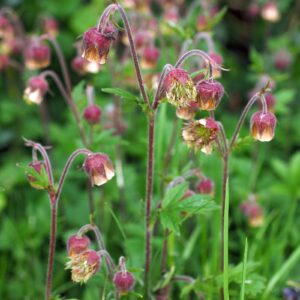 <b>Geum rivale</b> Bach-Nelkenwurz