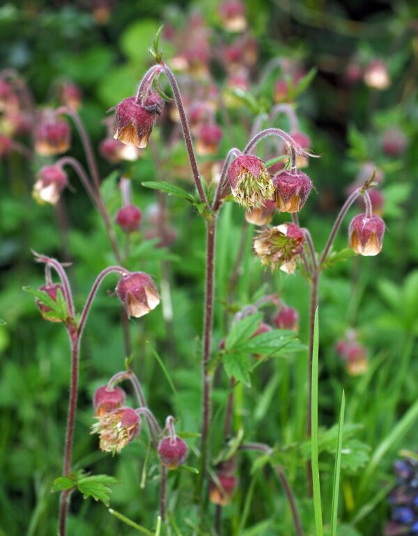 <b>Geum rivale</b> Bach-Nelkenwurz