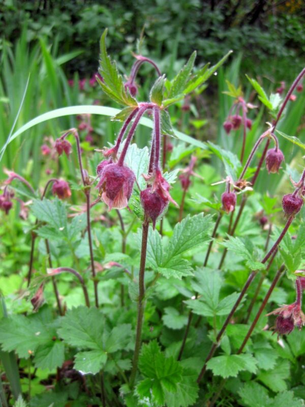 <b>Geum rivale</b> Bach-Nelkenwurz – Bild 2