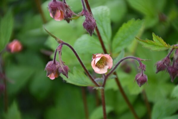 <b>Geum rivale</b> Bach-Nelkenwurz – Bild 3