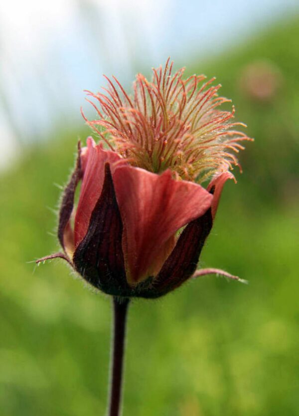 <b>Geum rivale</b> Bach-Nelkenwurz – Bild 4