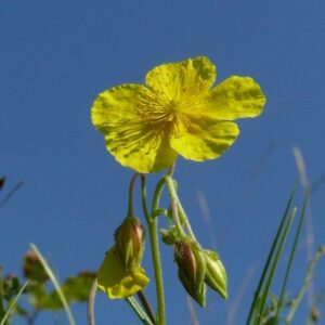 <b>Helianthemum nummularium</b> Gewöhnliches Sonnenröschen
