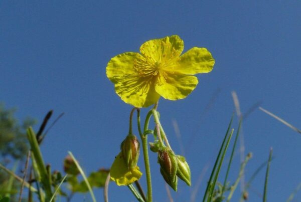 <b>Helianthemum nummularium</b> Gewöhnliches Sonnenröschen