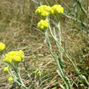 <b>Helichrysum arenarium</b> Sand-Strohblume