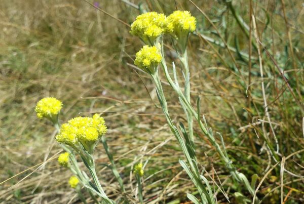 <b>Helichrysum arenarium</b> Sand-Strohblume