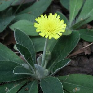<b>Hieracium pilosella</b> Kleines Habichtskraut