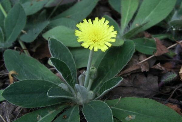 <b>Hieracium pilosella</b> Kleines Habichtskraut