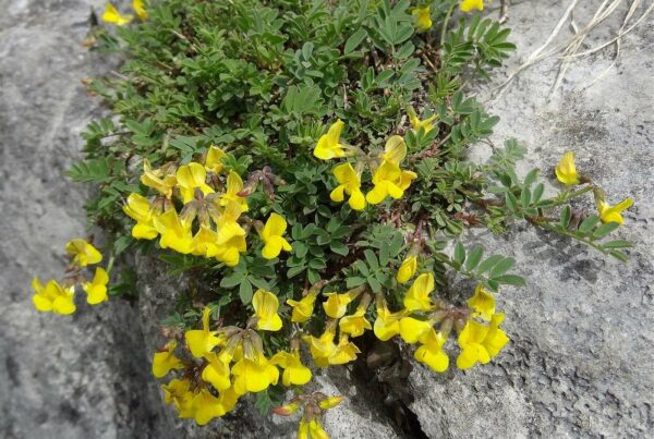 <b>Hippocrepis comosa</b> Hufeisenklee