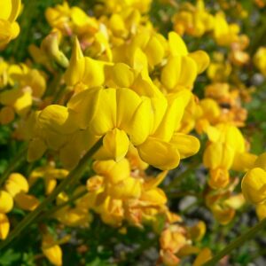<b>Lotus corniculatus</b> Hornklee
