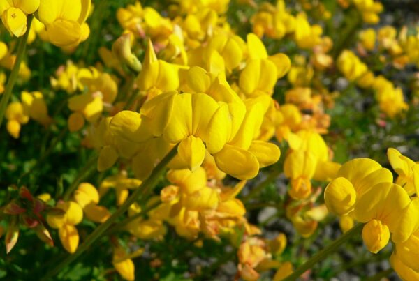 <b>Lotus corniculatus</b> Hornklee
