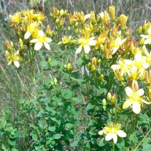 <b>Hypericum perforatum</b> Tüpfel-Hartheu / Johanniskraut