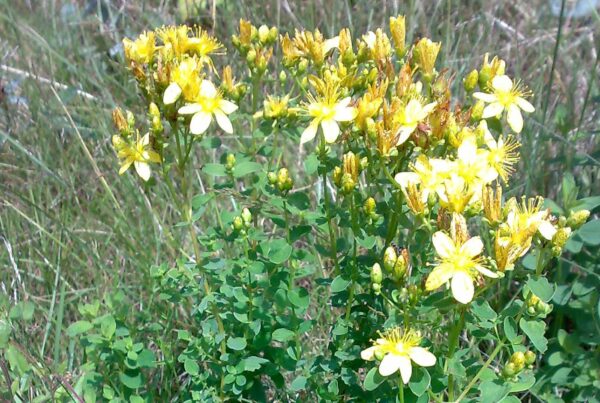 <b>Hypericum perforatum</b> Tüpfel-Hartheu / Johanniskraut