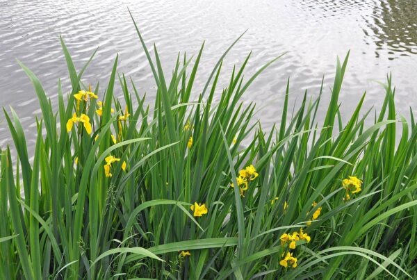 <b>Iris pseudacorus</b> Wasser-Schwertlilie – Bild 2