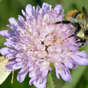 <b>Knautia arvensis</b> Wiesen-Witwenblume