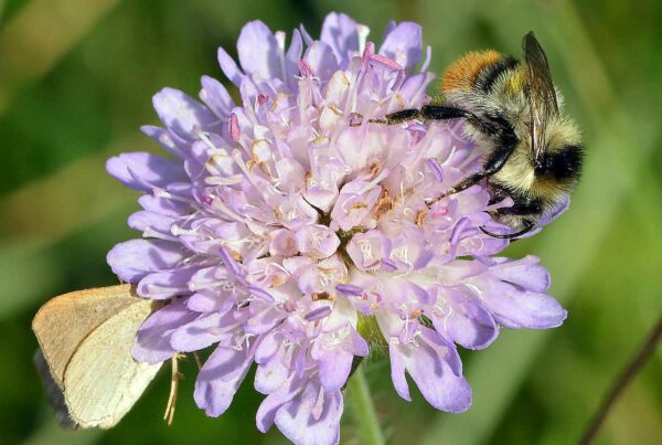 <b>Knautia arvensis</b> Wiesen-Witwenblume