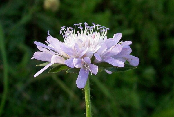 <b>Knautia arvensis</b> Wiesen-Witwenblume – Bild 4