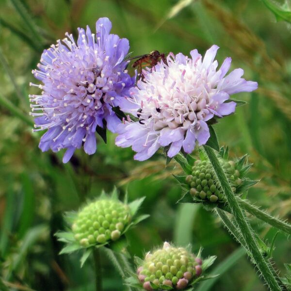 <b>Knautia arvensis</b> Wiesen-Witwenblume – Bild 3