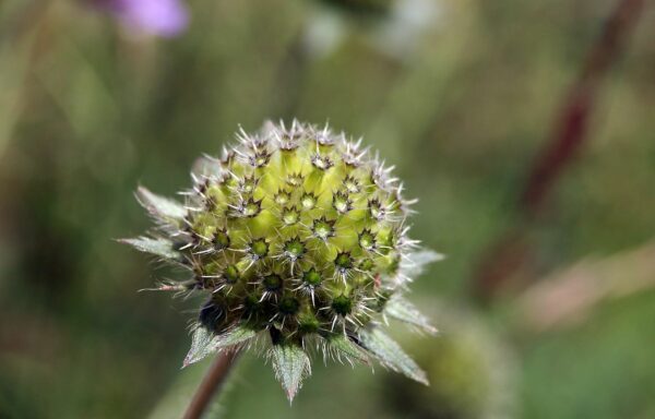 <b>Knautia arvensis</b> Wiesen-Witwenblume – Bild 2