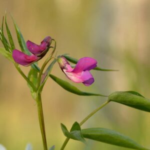 <b>Lathyrus vernus</b> Frühlings-Platterbse