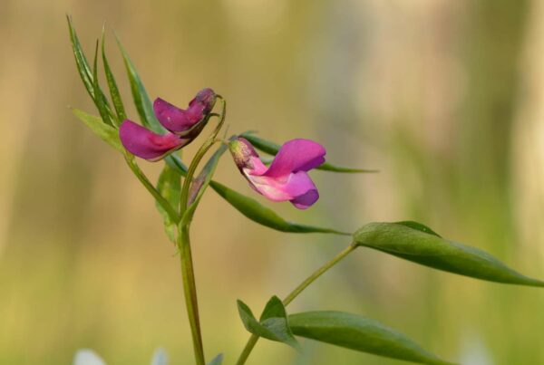 <b>Lathyrus vernus</b> Frühlings-Platterbse