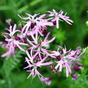<b>Lychnis flos-cuculi</b> Kuckucks-Lichtnelke
