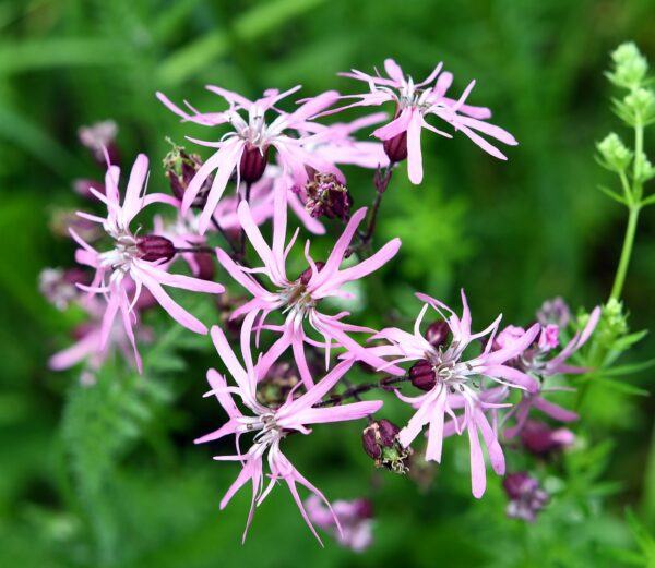 <b>Lychnis flos-cuculi</b> Kuckucks-Lichtnelke