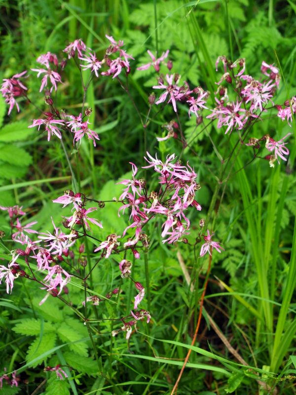 <b>Lychnis flos-cuculi</b> Kuckucks-Lichtnelke – Bild 2