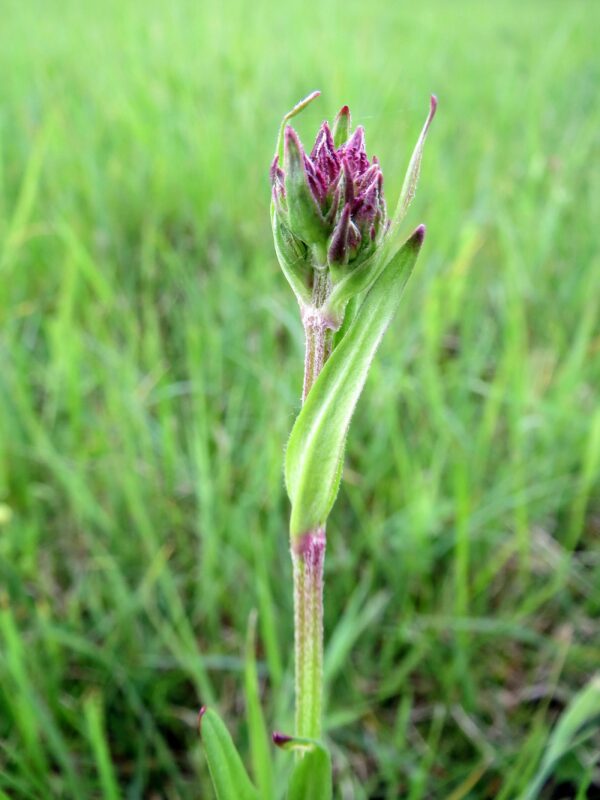 <b>Lychnis flos-cuculi</b> Kuckucks-Lichtnelke – Bild 3
