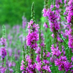 <b>Lythrum salicaria</b> Gewöhnlicher Blutweiderich