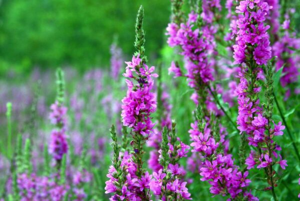 <b>Lythrum salicaria</b> Gewöhnlicher Blutweiderich