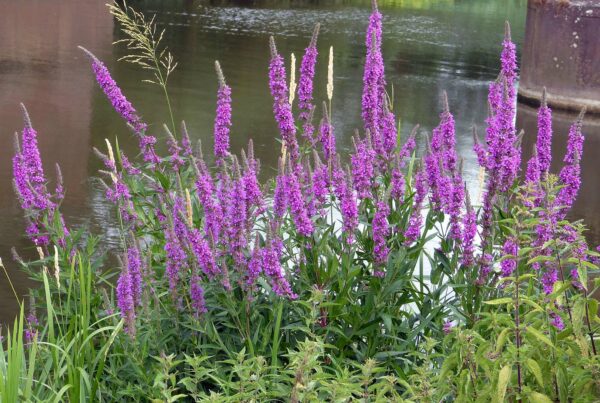 <b>Lythrum salicaria</b> Gewöhnlicher Blutweiderich – Bild 3