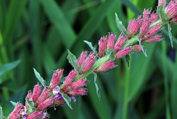 <b>Lythrum salicaria</b> Gewöhnlicher Blutweiderich – Bild 4