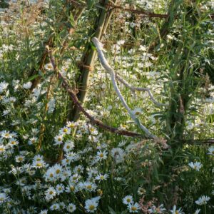 <b>Leucanthemum ircutianum</b> Wiesen-Margerite
