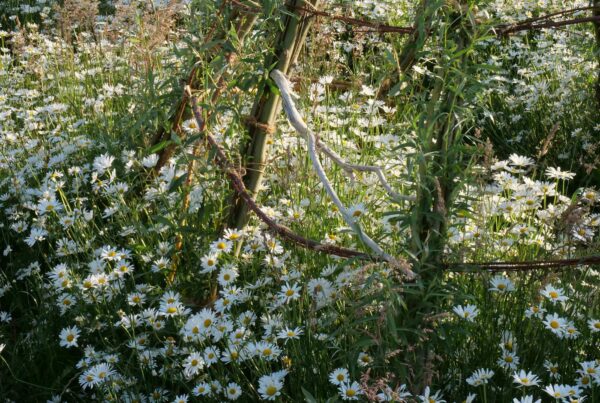 <b>Leucanthemum ircutianum</b> Wiesen-Margerite