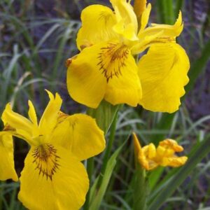 <b>Iris pseudacorus</b> Wasser-Schwertlilie
