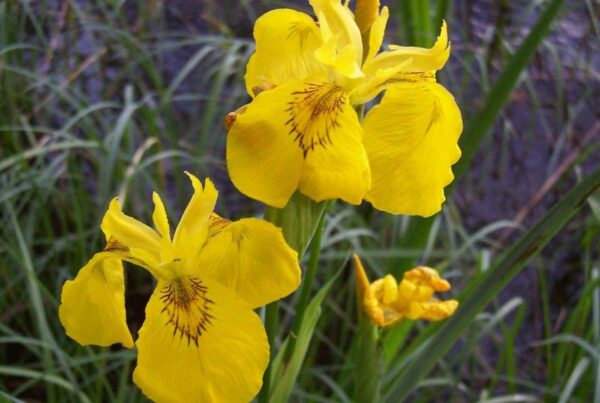 <b>Iris pseudacorus</b> Wasser-Schwertlilie